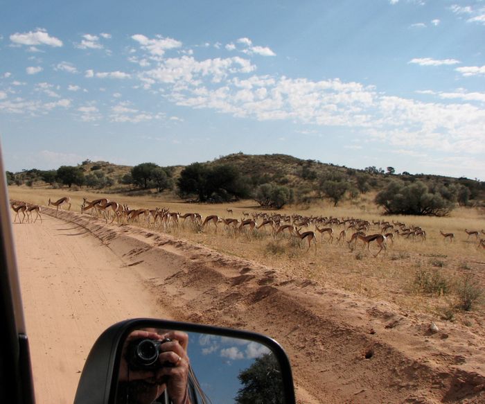 The unusual rain attracts large herds