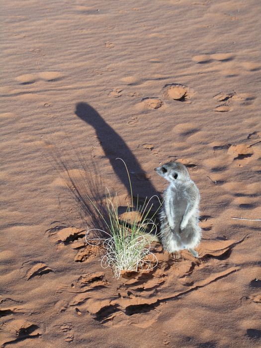 ... and Fizzle, the Suricate