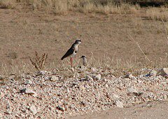 Crowned Lapwing 