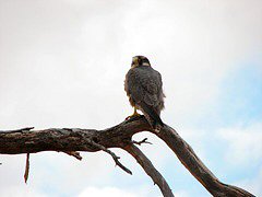 Lanner Falcon