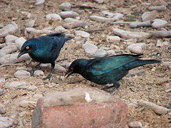 Cape Glossy Starling