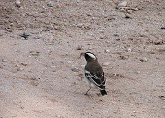 White-browed Sparrow-Weaver