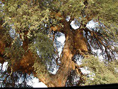 Sociable Weaver nests