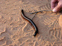 Giant Millipede