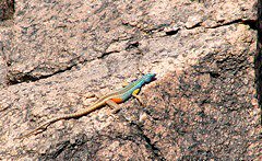 Augrabies Flat Lizard