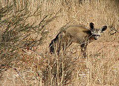 Bat-eared Fox