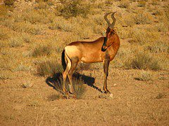 Red Hartebeest