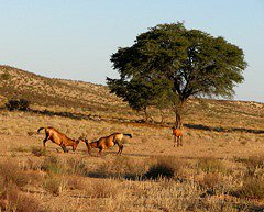 Red Hartebeest Fight