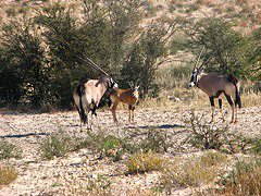 Gemsbock with calf