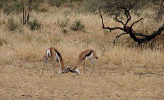 Springbock Fight