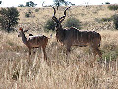 Kudu