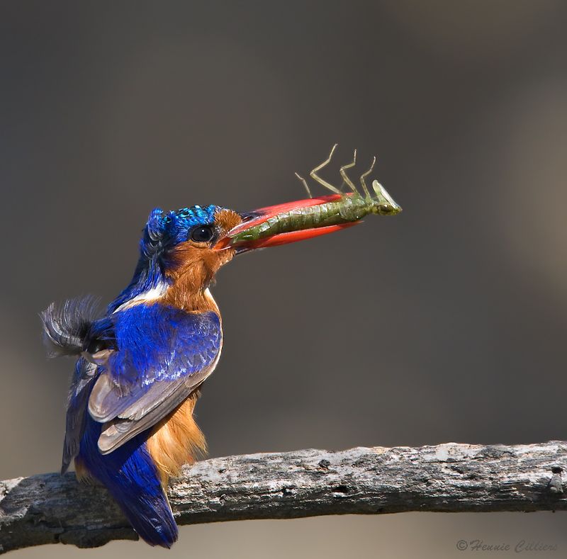 Windswept Malachite Kingfisher with a nymph of a dragonfly