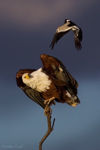 African Fish-Eagle (mobbed by Blacksmith Lapwing)