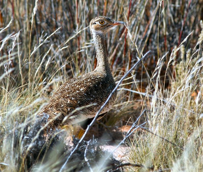 Red-crested Korhaan female