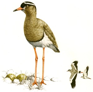 Crowned Lapwing