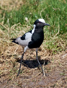 Blacksmith Lapwing