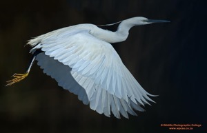 Little Egret