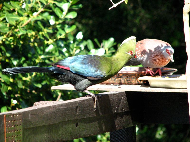 Knysna Turaco and Speckled Pigeon