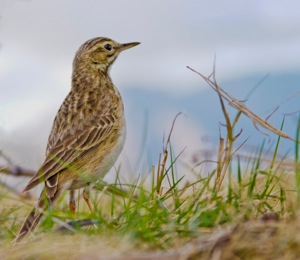African Pipit 