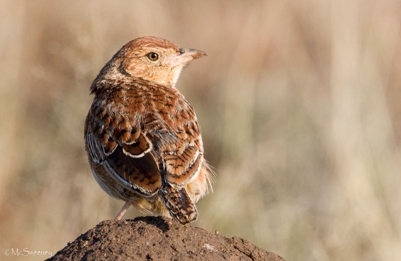 Eastern Clapper Lark