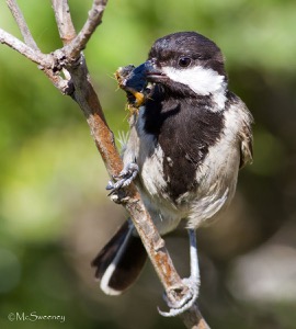 Grey Tit with food 