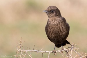 Ant Eating Chat