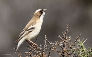 White-Browed Sparrow-Weaver