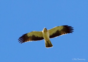 Booted Eagle