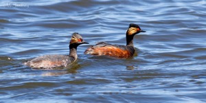 Black-necked Grebe