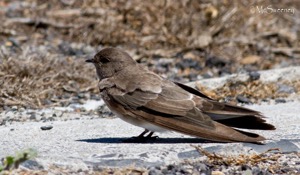 Brown-throated Martin