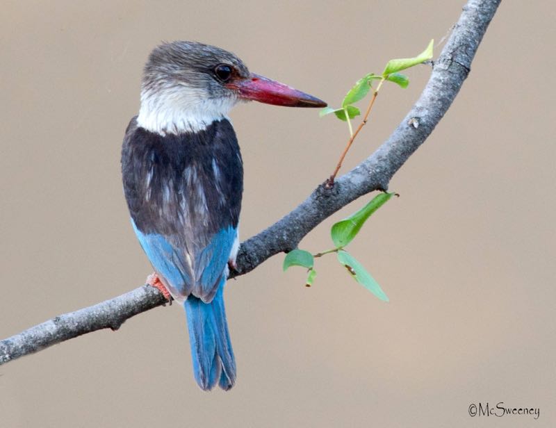 >Brown-hooded Kingfisher
