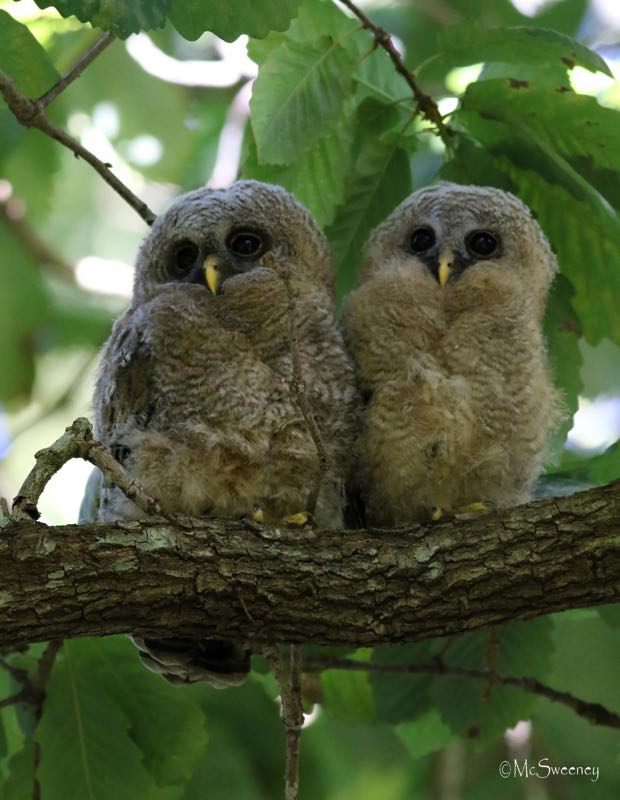 Wood Owl chicks