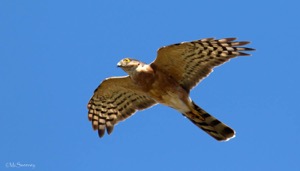 Rufous-chested Sparrowhawk