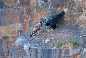 Verreauxs Eagle feeding chick