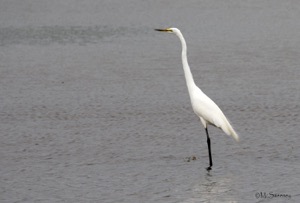 Great Egret