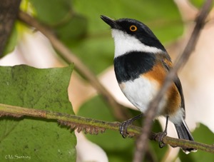 Cape Batis