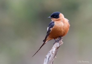 Red-breasted Swallow