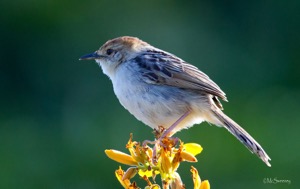 Levaillant's Cisticola