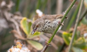 Karoo Prinia