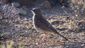 Karoo Lark