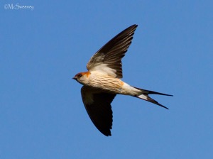 Greater Striped Swallow