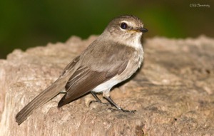 African Dusky Flycatcher