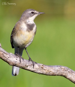 Cape Wagtail