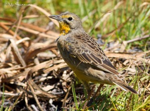 Cape Longclaw