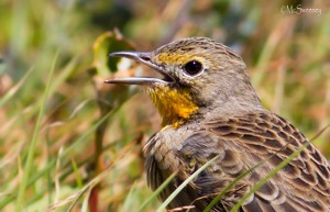 Cape Longclaw