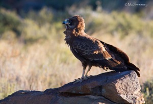 African Harrier-Hawk juvenile