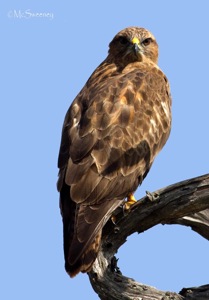 Steppe Buzzard