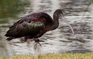 Glossy Ibis