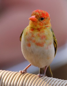 Red Headed Weaver juvenile