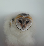 Barn Owl chick